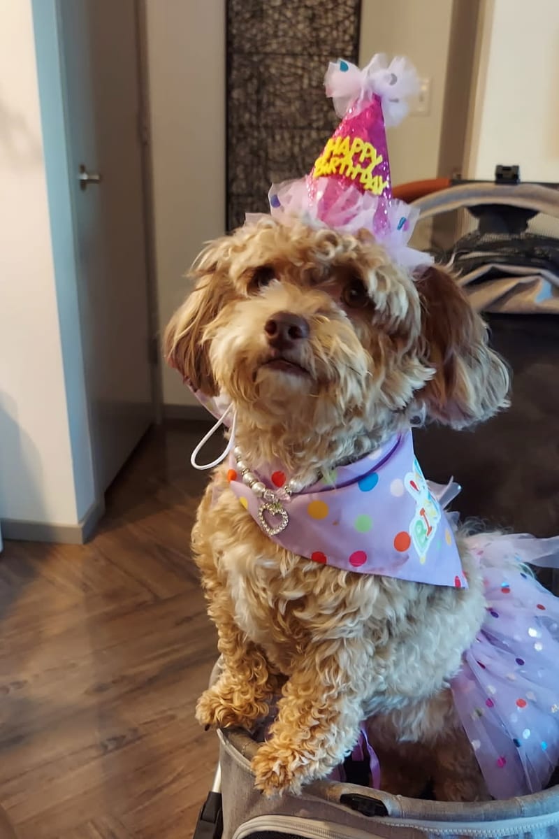 Mia on her first birthday in a party hat, polka dot bandana and tutu