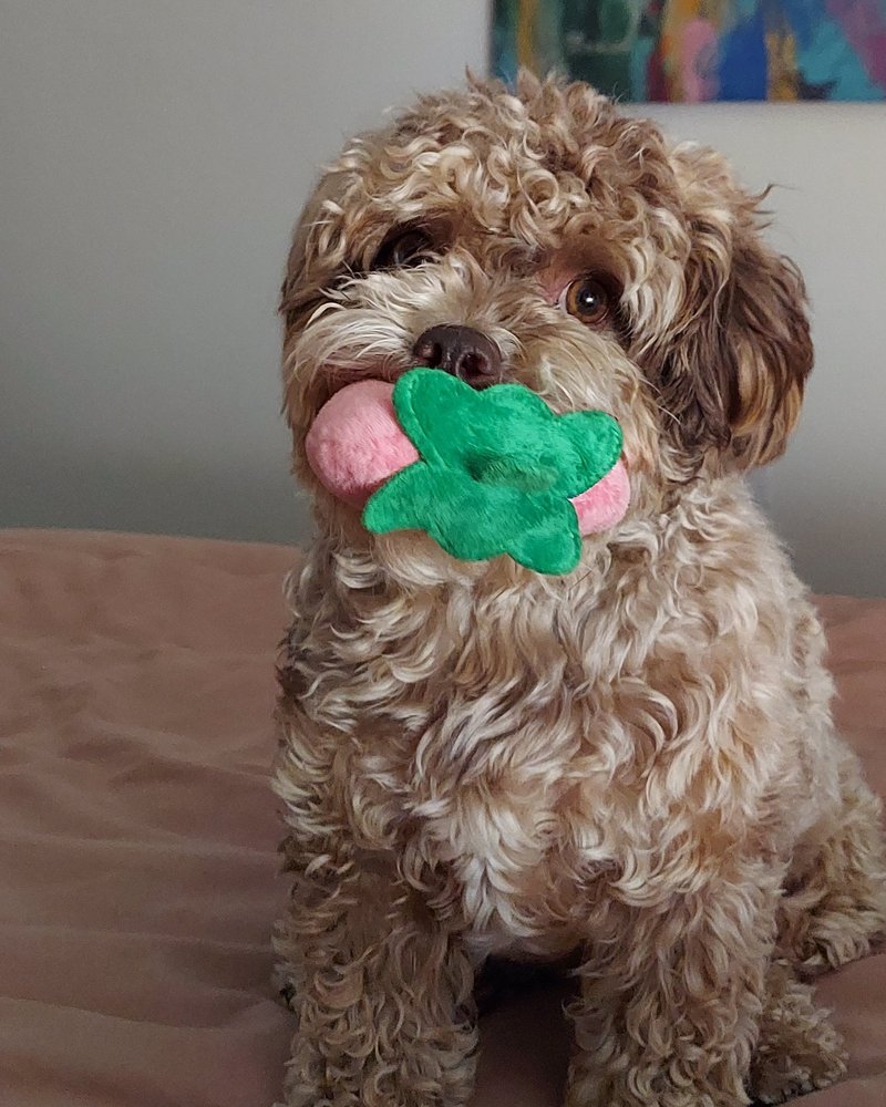Mia, our Shih Tzu Poodle, sitting up with a green toy in her mouth