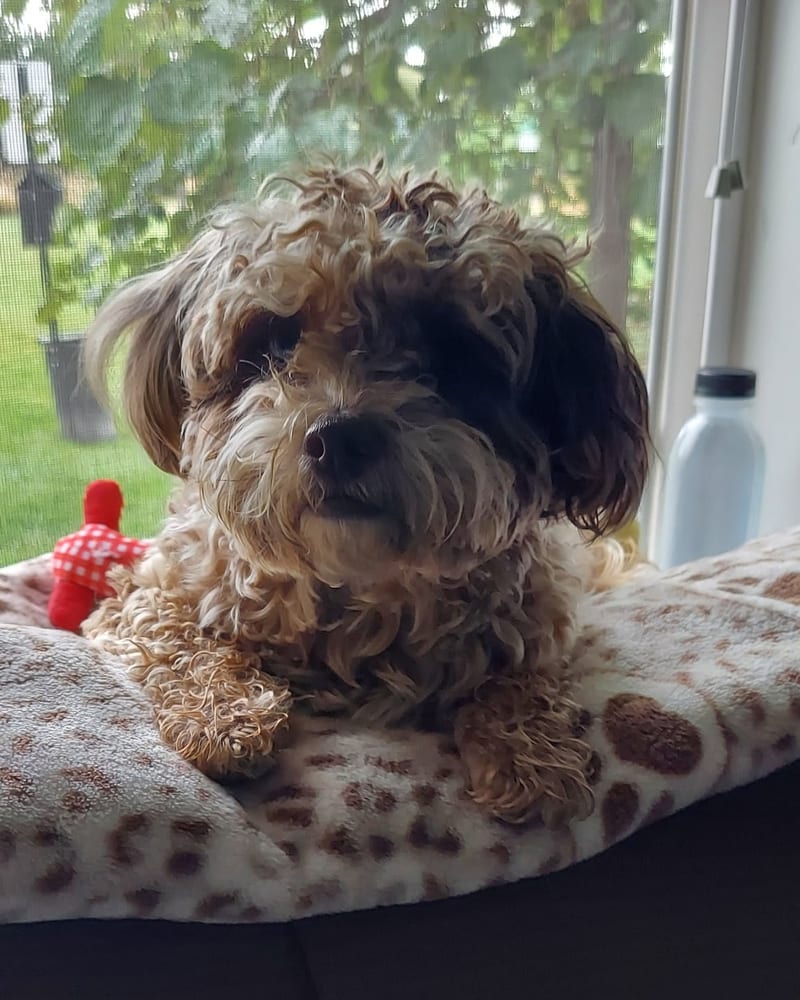 Mia, a Shih Tzu Poodle who just turned one, on a cushion by the window