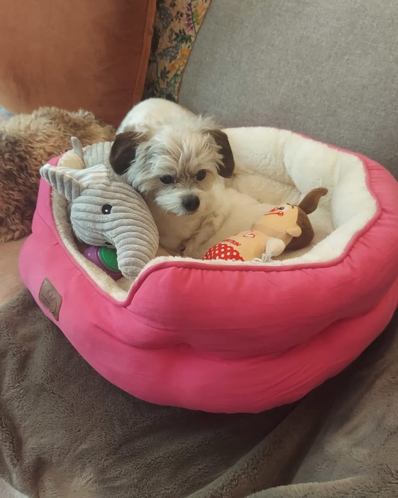 Gifts for dog lovers start at home: Yogi, a 12-year-old Shih Tzu Terrier, in his pink bed with his toys