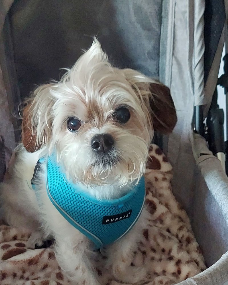 Calming aids for dogs and cats start at home: Yogi, our 12-year-old Shih Tzu Terrier, in his stroller in a teal harness