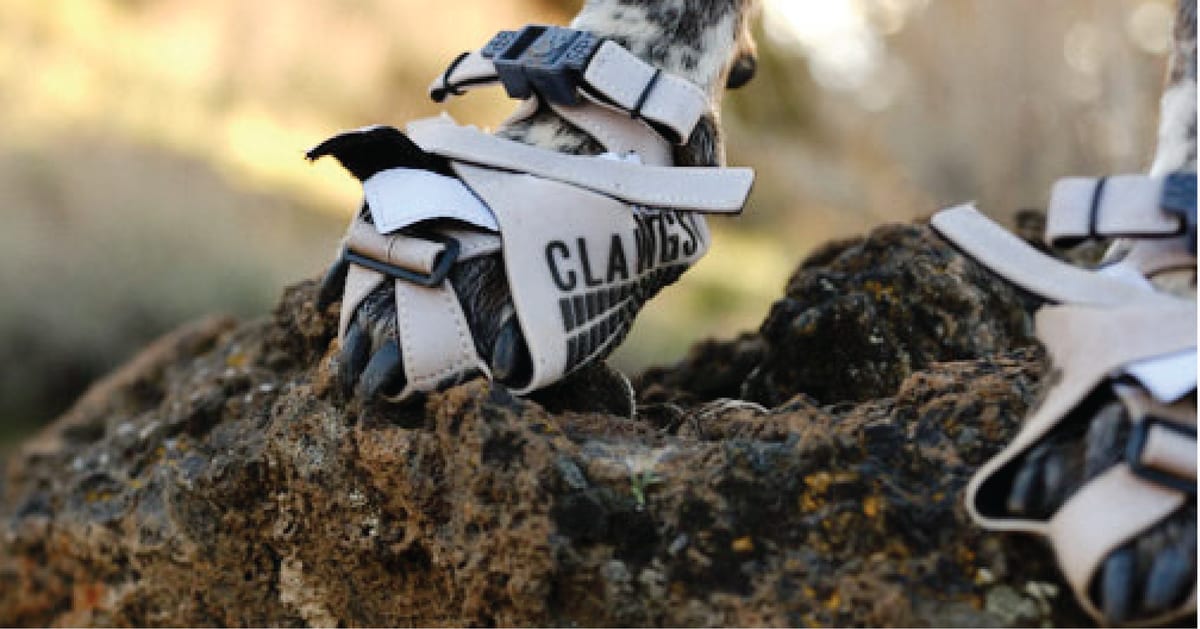 A dog's paws in Clawgs open-toe booties on a rocky trail