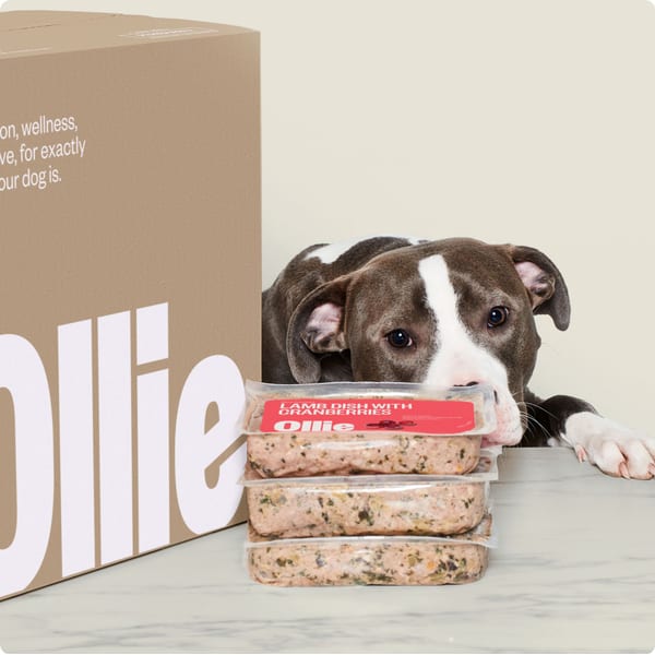 Ollie fresh dog food