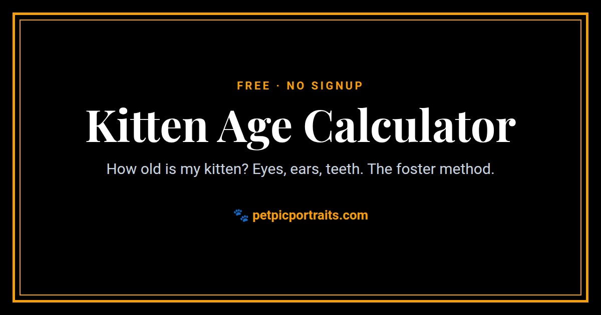 Kitten Age Calculator, a free pet calculator by Pet Pic Portraits