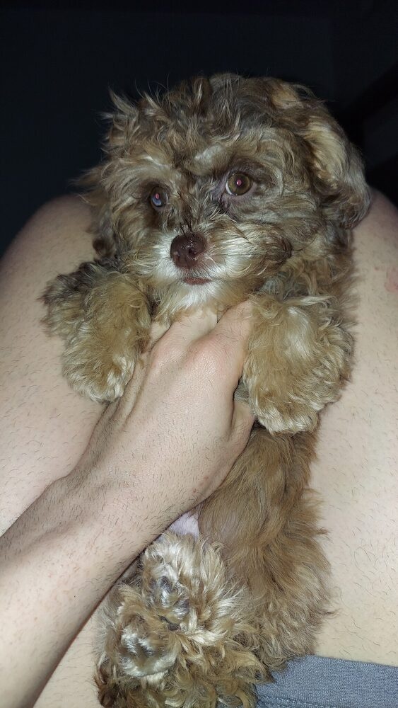 Miabelle, a Shih-Poo puppy and Pet Pic Portraits resident quality inspector in training