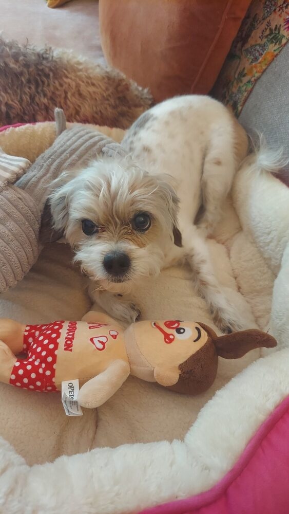 Yogi, an 11-year-old Shih-Tzu Terrier and Pet Pic Portraits resident quality inspector